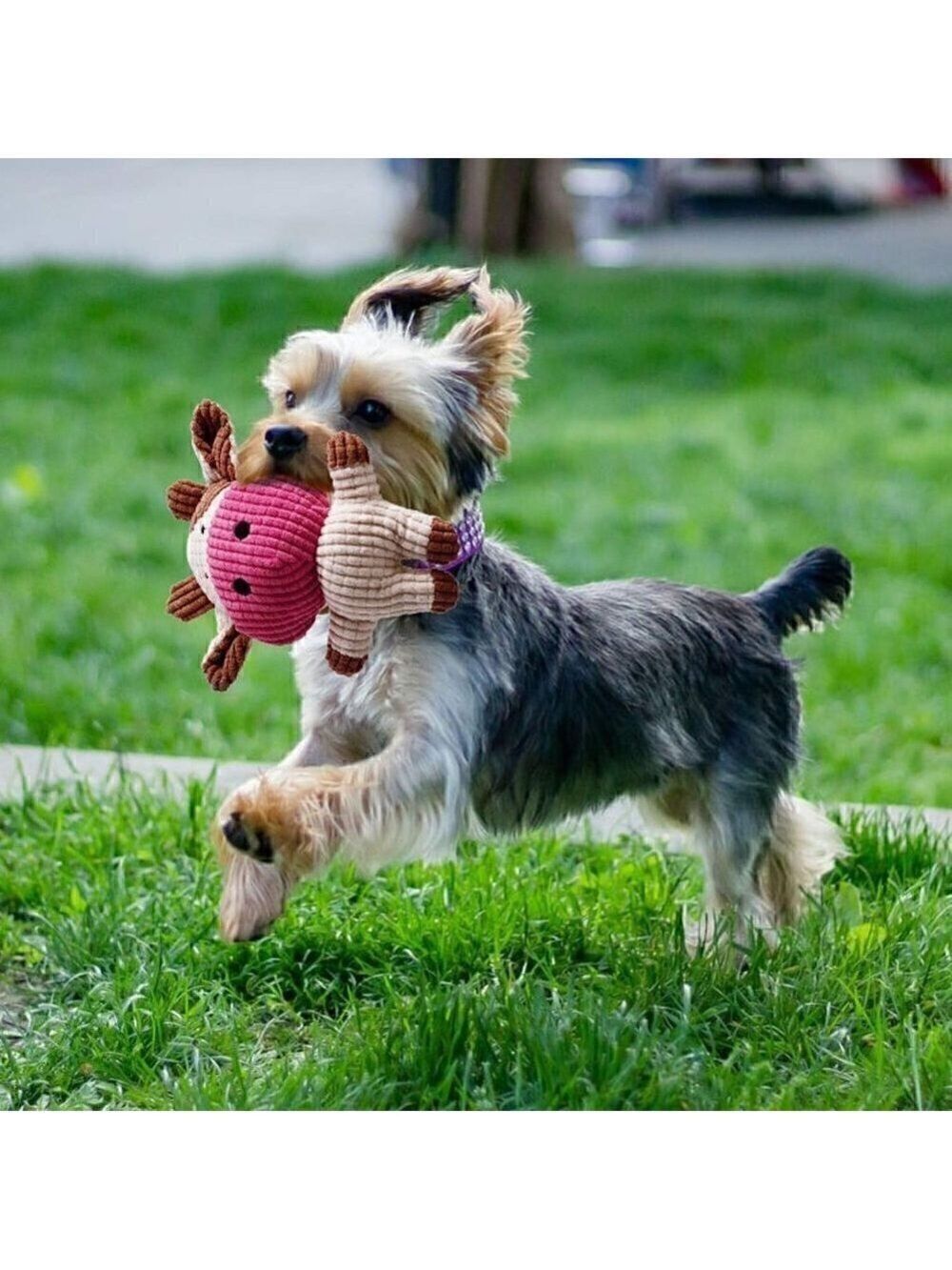 Toozey Puppy Toys for Small Dogs, 7 Pack Small Dog Squeaky, Chew, Rope Toys - Picture 8 of 9